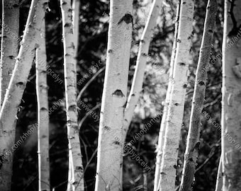 Black and White Birch Tree Photo, Digital Download Stock Image, Nature Background Styled Photograph, Paper Birch Trees in Forest