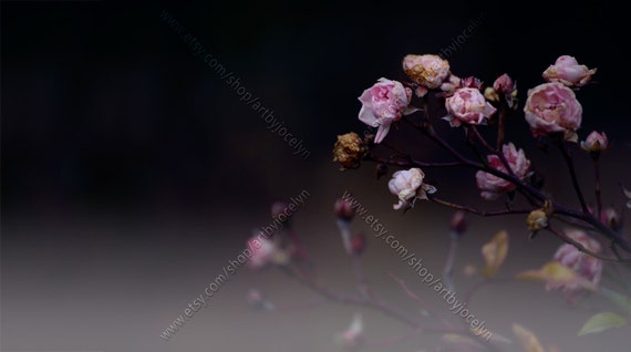 Digital Photo Moody Dried Light Pink Mini Roses Ombre Grey Background Styled Pink Flower Stock