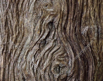 Gnarly Tree Bark Photo Download, Knots Texture Digital Image, Rustic Brown Wood Background Image