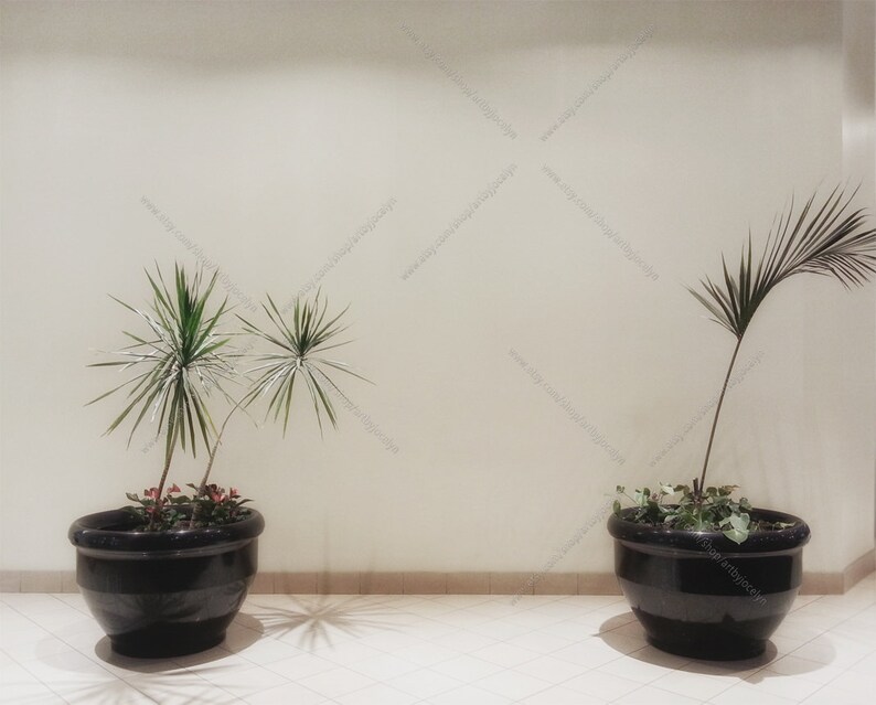 Digital Photo Mock Up Hotel with Potted Yucca Plants Blank Wall and Tile Floor Styled Background Art Display Stock