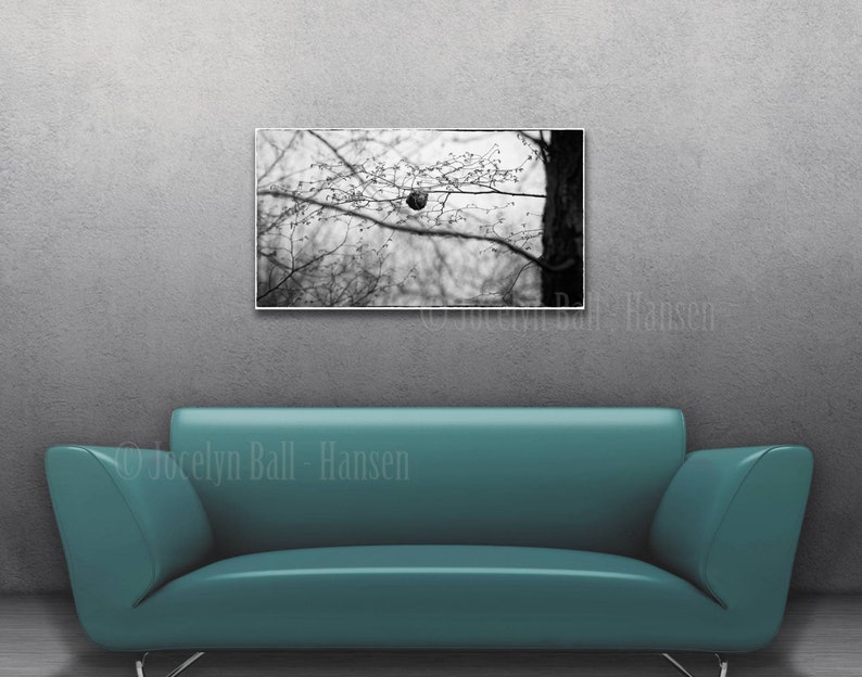 Small Bird S Nest In Tree Branches Moody Nature Black And Etsy
