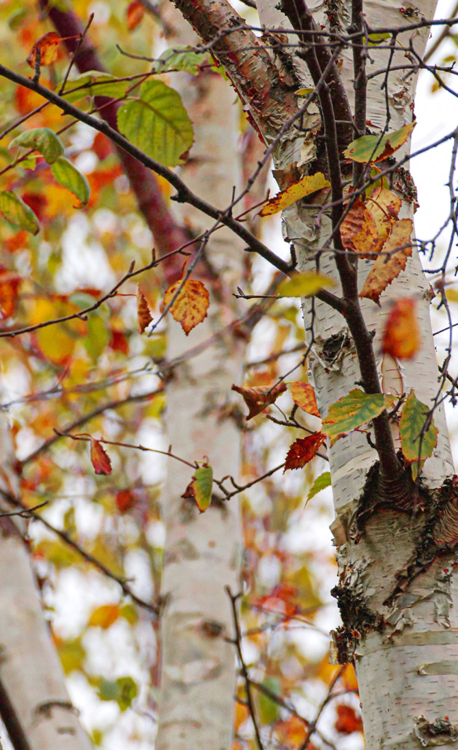 Birch Tree Photo Colorful Red Orange Fall Autumn Leaves Etsy