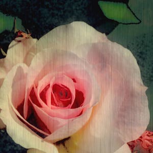 May include: A single, pale pink rose with a soft, textured appearance. The rose is in focus, while the background is blurred and dark green.