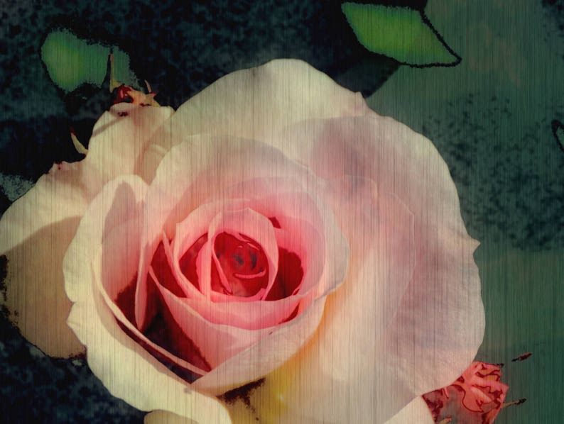 May include: A single, pale pink rose with a soft, textured appearance. The rose is in focus, while the background is blurred and dark green.