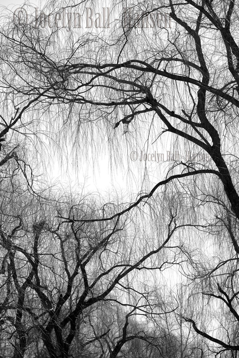 Black and White Weeping Willow Tree Branches Fine Art Etsy