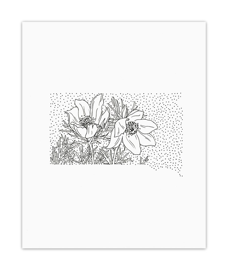South Dakota American Pasque Flower Minimal State Flower Drawing Digital Art Download image 2