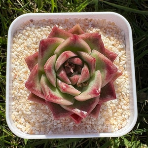 Echeveria Red Banana