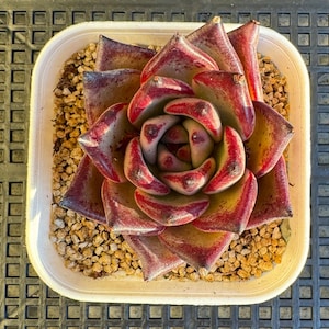 Echeveria Agavoides Romeo