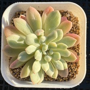 Echeveria Red Egg Variegated