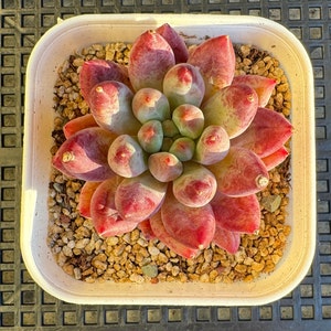 Echeveria Goldfish Hime