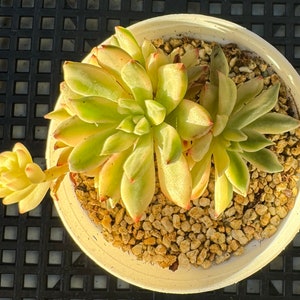 Echeveria Green Emerald Variegated