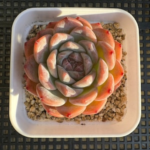 Echeveria Purple Mist