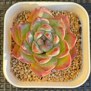 Echeveria Strawberry almond