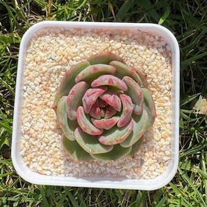 Echeveria El Encino X Monroe