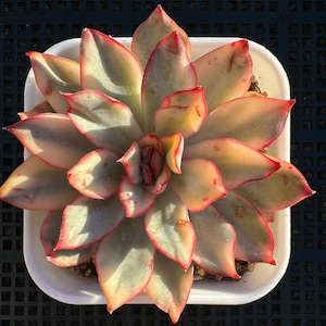 Echeveria Moon Gad Varnish Variegated