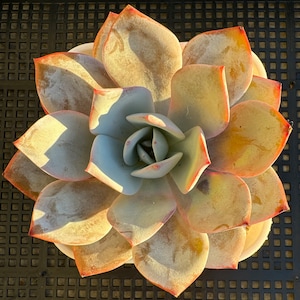 Echeveria White Lotus
