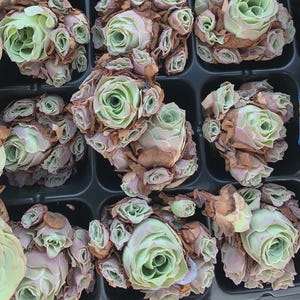 Aeonium Aureum A001