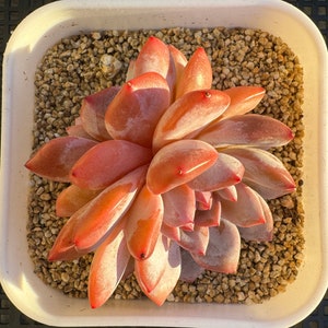 Echeveria Monroe Excellent