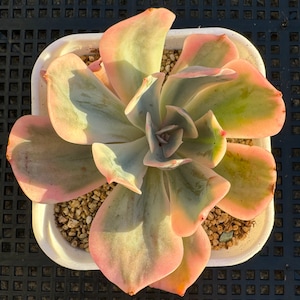 Echeveria Imbricata Variegated