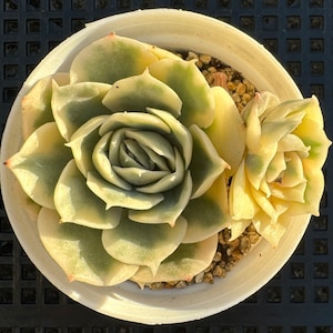 OUT OF STOCK - Echeveria onslow variegated