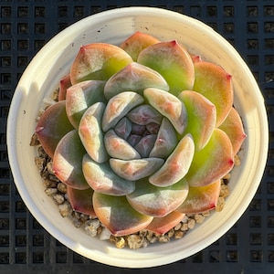 Echeveria Rainbow