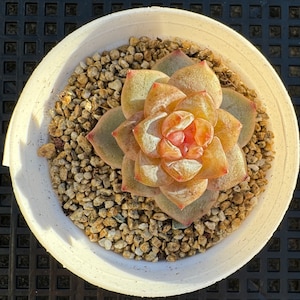Echeveria Floyd