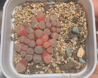 Baby Toes,Fenestraria rhopalophylla Variegated