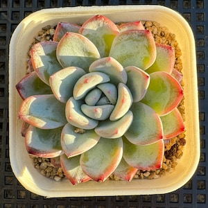 Echeveria werther