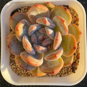Echeveria Monroe