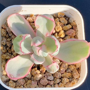 Echeveria Berkely Light