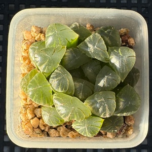 Haworthia Obtusa Pan