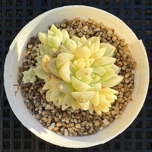 Echeveria Prolifica Variegated