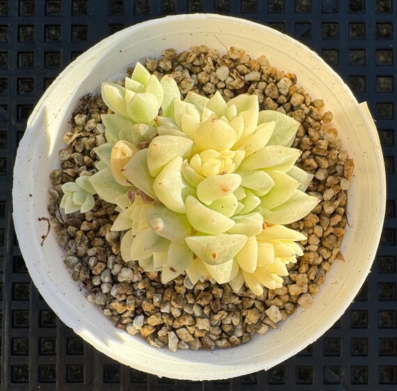 Echeveria Prolifica Variegated - Etsy