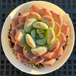 Echeveria Pink Jenny