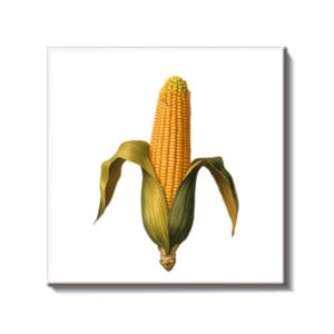 May include: An illustrated ear of corn, with detailed yellow kernels and green husks. The image is set against a white background, emphasizing the natural colours and textures of the corn.