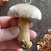 see more listings in the Velvet Mushrooms section