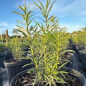 3 Gal podocarpus plants