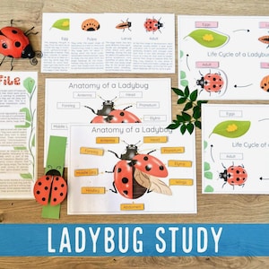 Miniestudio sobre el ciclo de vida de la mariquita: Actividad sobre la naturaleza para la educación en casa (PDF)