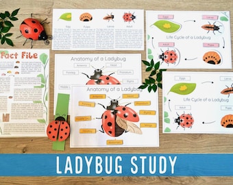 Marienkäfer Lebenszyklus Mini-Studium: Naturaktivität für Hausschule (PDF)