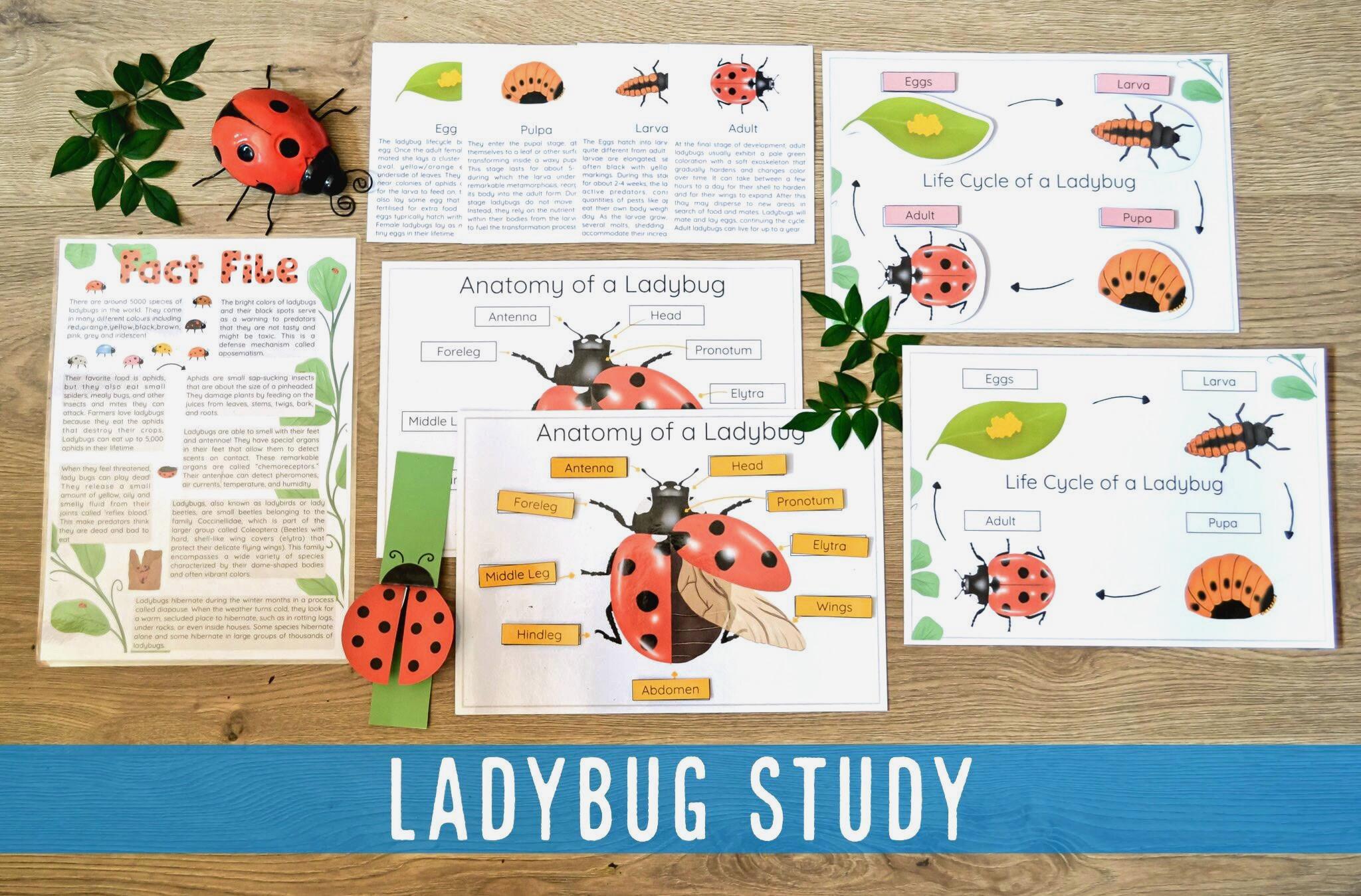 Ladybug Studies Ladybug Life Cycle Mini Study: Homeschool Nature Activity (PDF) - Etsy