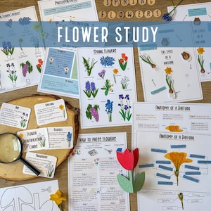 Può includere: Materiali didattici per uno studio sui fiori, tra cui diagrammi, schede di identificazione e un tulipano di carta. I materiali presentano illustrazioni di vari fiori, diagrammi di anatomia floreale e istruzioni per la pressatura dei fiori. Il testo "FLOWER STUDY" è ben visibile.