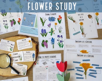 Blumeneinheitsstudie: Narzissenlebenszyklus, Heimschulaktivität (digitaler Download)
