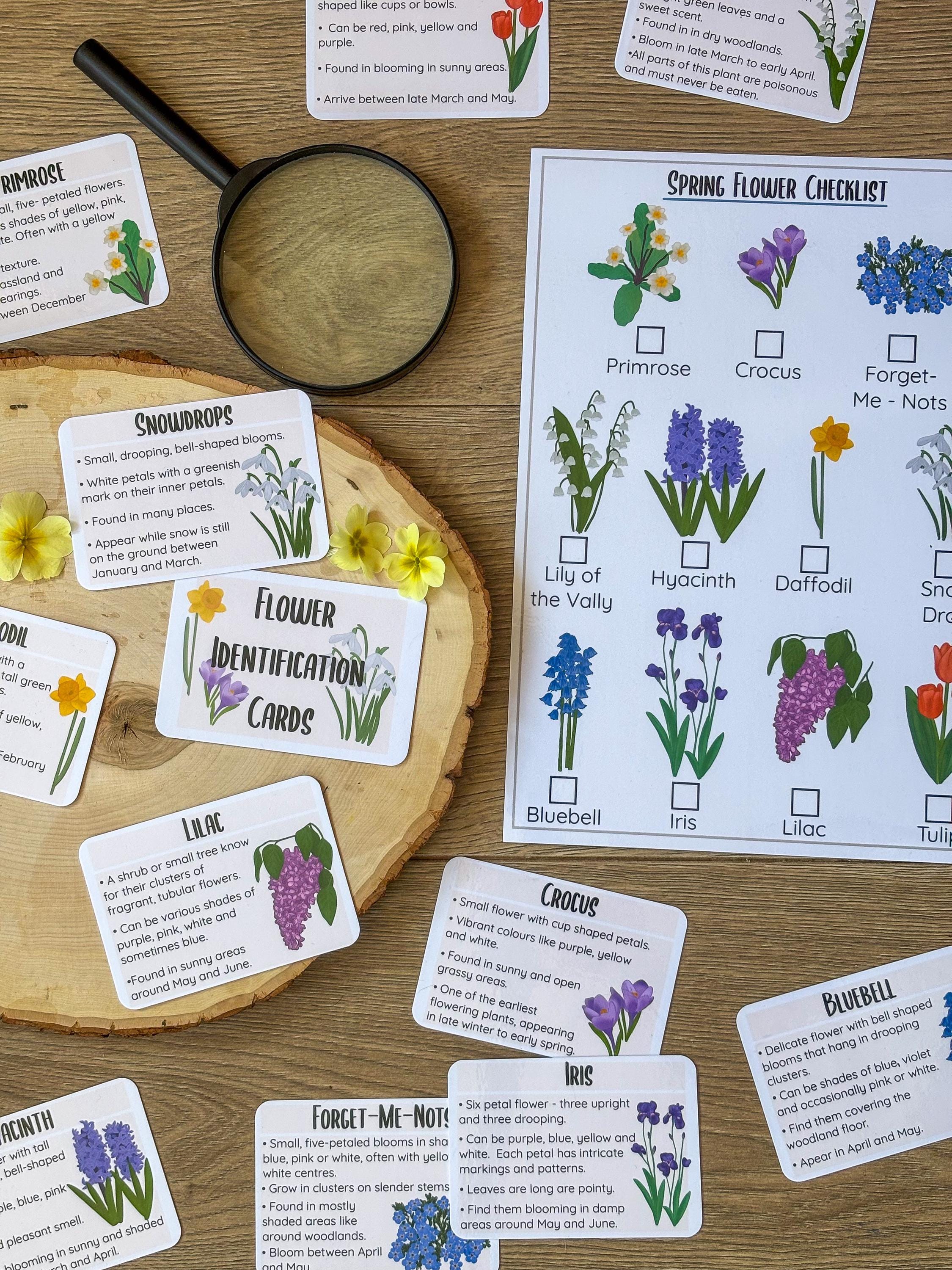 Flower Unit Study: Daffodil Life Cycle, Homeschool Activity (digital ...