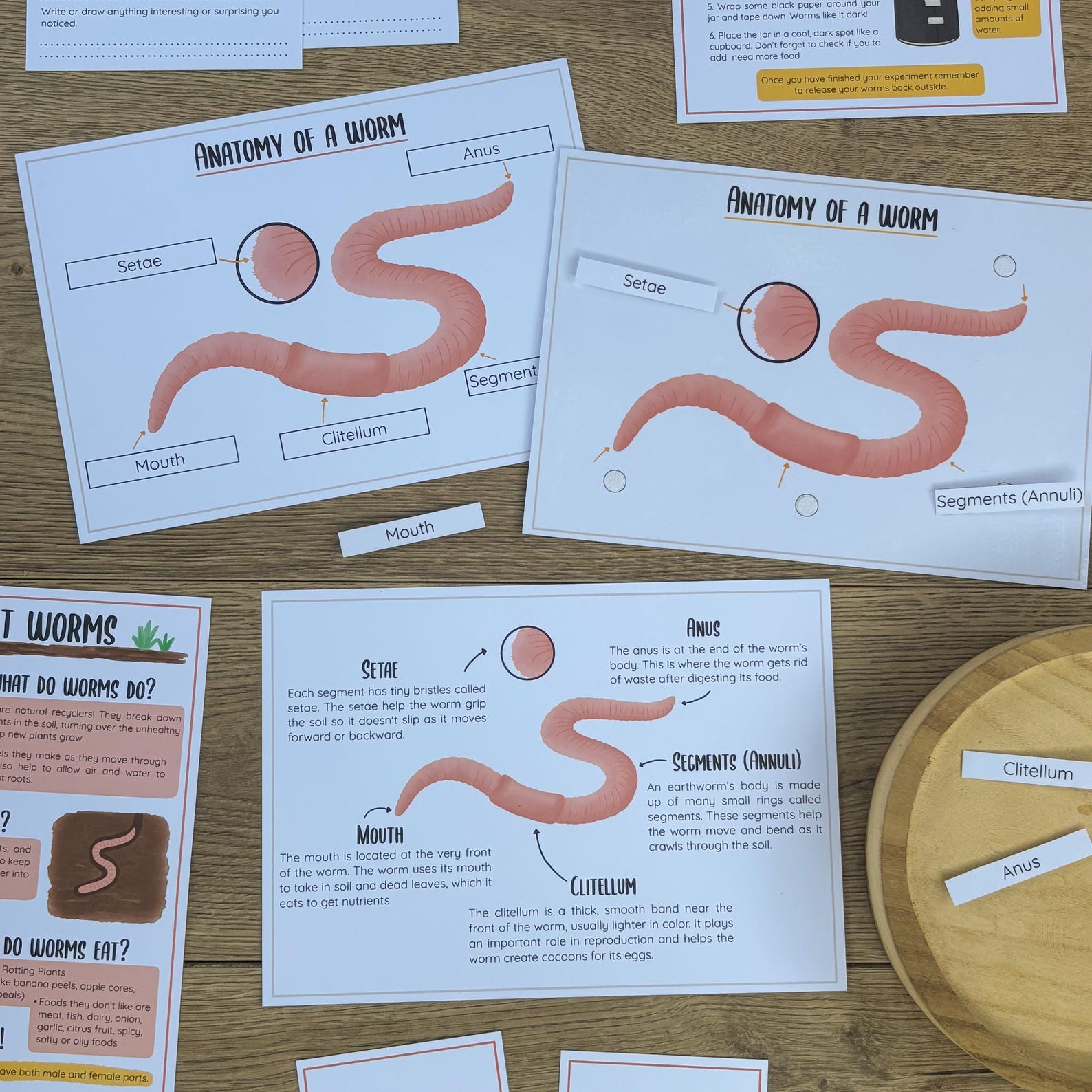 Worm Life Cycle Mini Study: Montessori Nature Activity (PDF ...