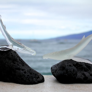 Pu&ograve; includere: Due sculture di balena in vetro, una bianca e una trasparente, sono appoggiate su basi di roccia lavica nera. Le balene sono posizionate come se stessero nuotando l'una verso l'altra.