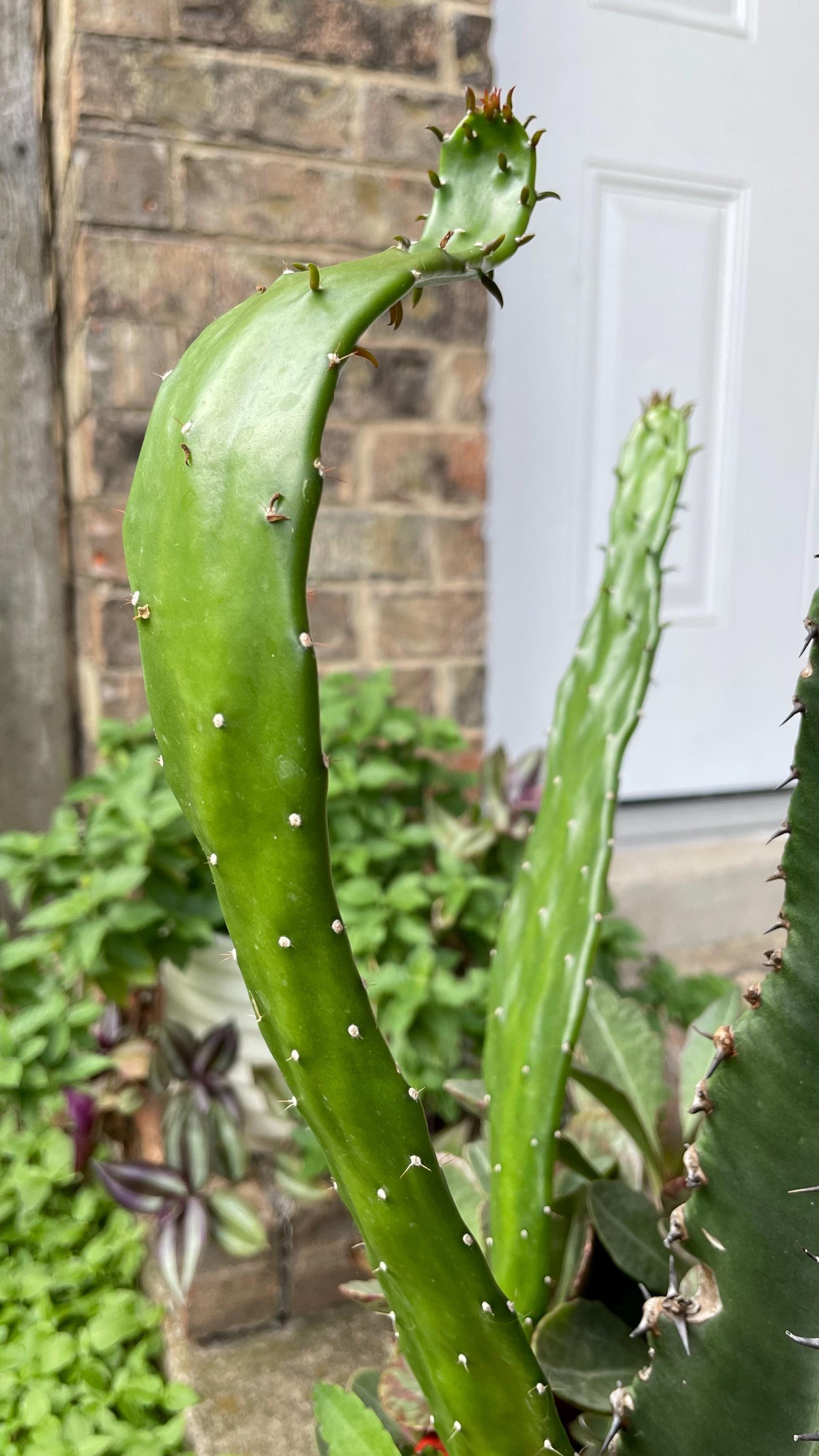Rooted Emerald Wave Cactus – Spineless Succulent Plant | Cold Tolerant, Easy Care | Rare Cactus Cutting for Patio, Garden or Indoor Use