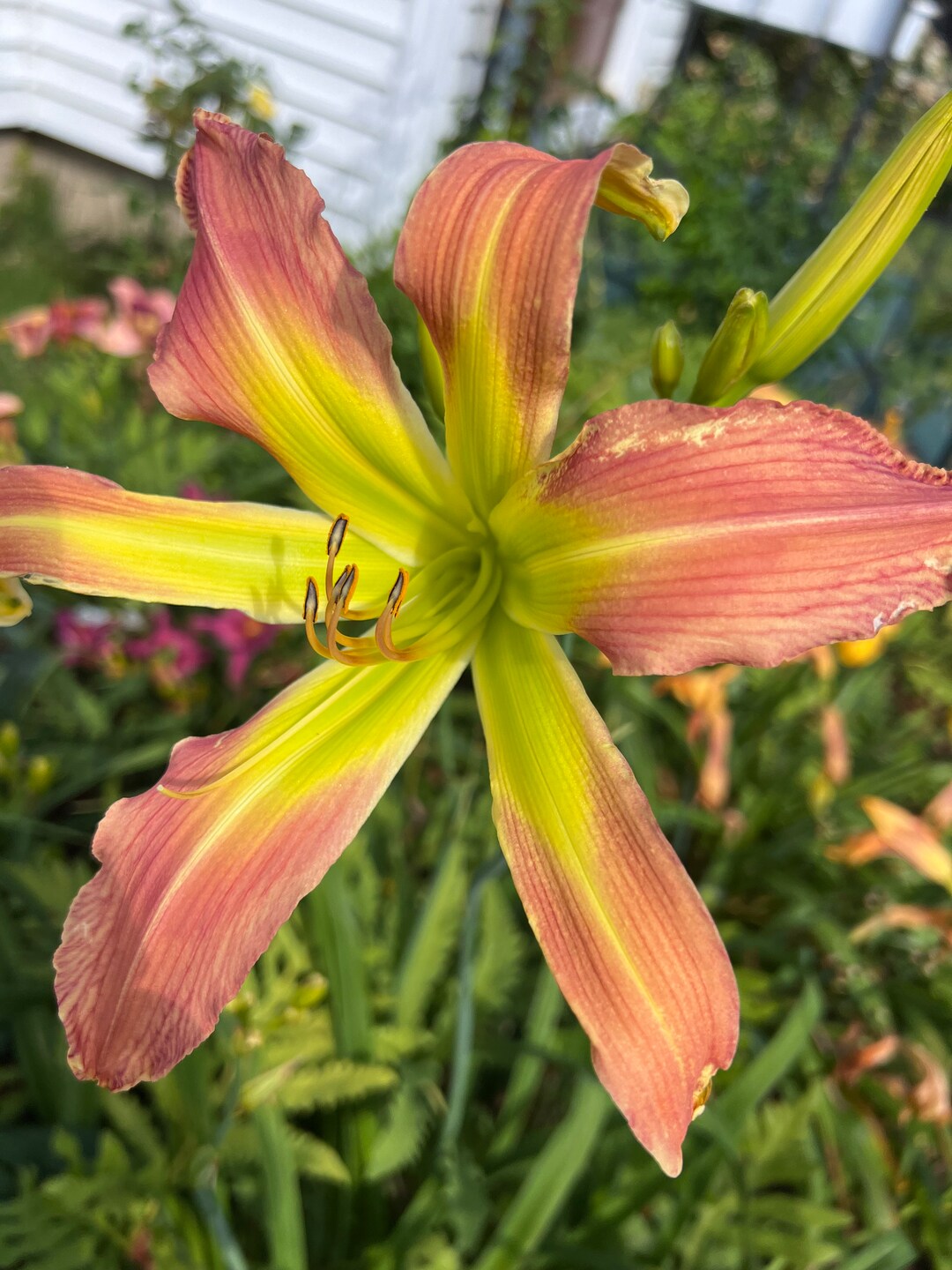 Spider Bloom Daylily Memories of Oz Live Plant 1 Fan, Spider Bloom Form Spider ...