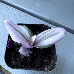 Tradescantia Nanouk Variegated House Plants Cutting or Rooted plant