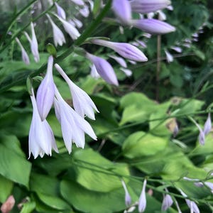 Two plants - Hosta perennial