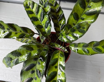 Rattlesnake Calathea Lancifolia potted plant